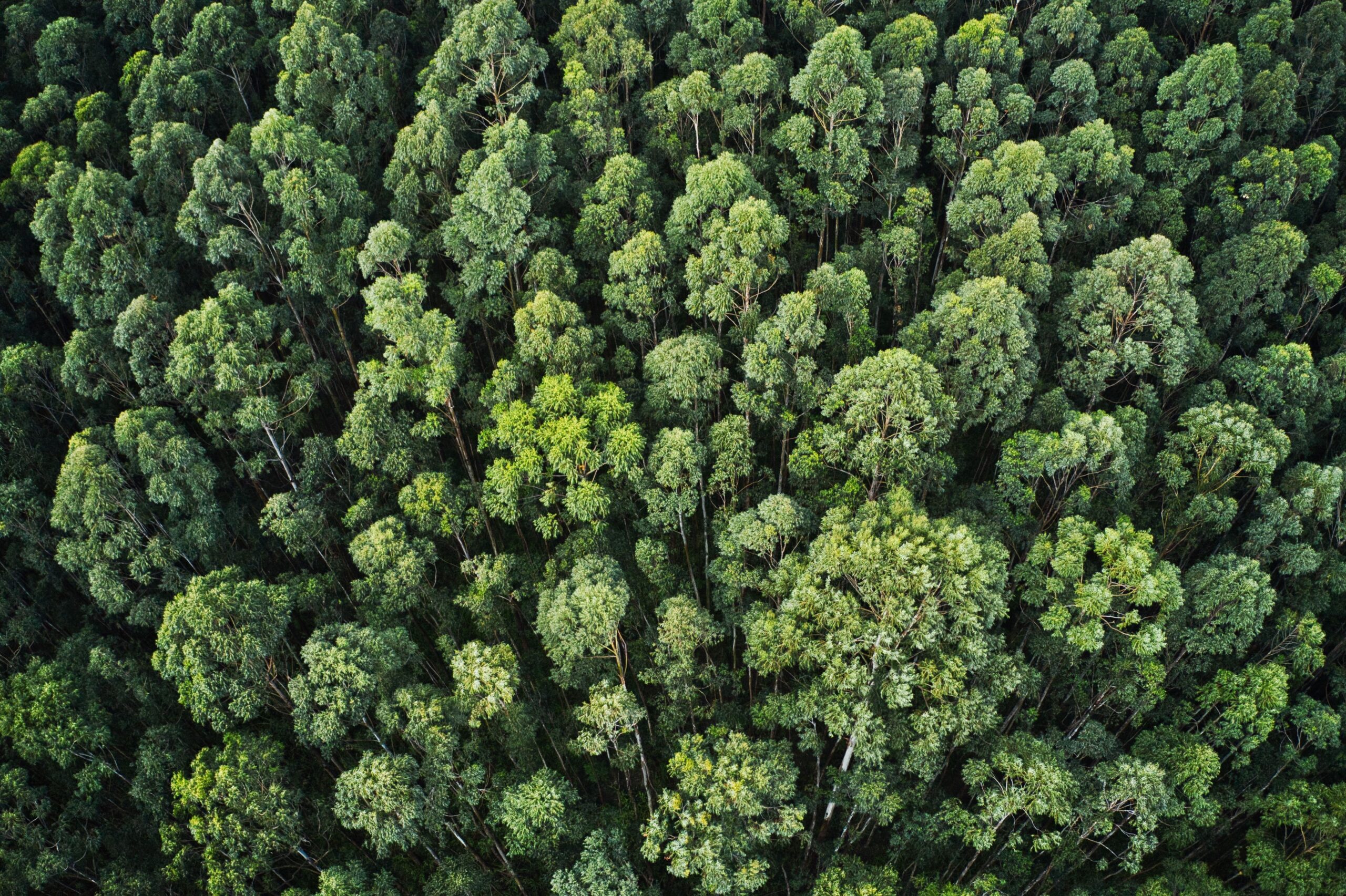 x-trees